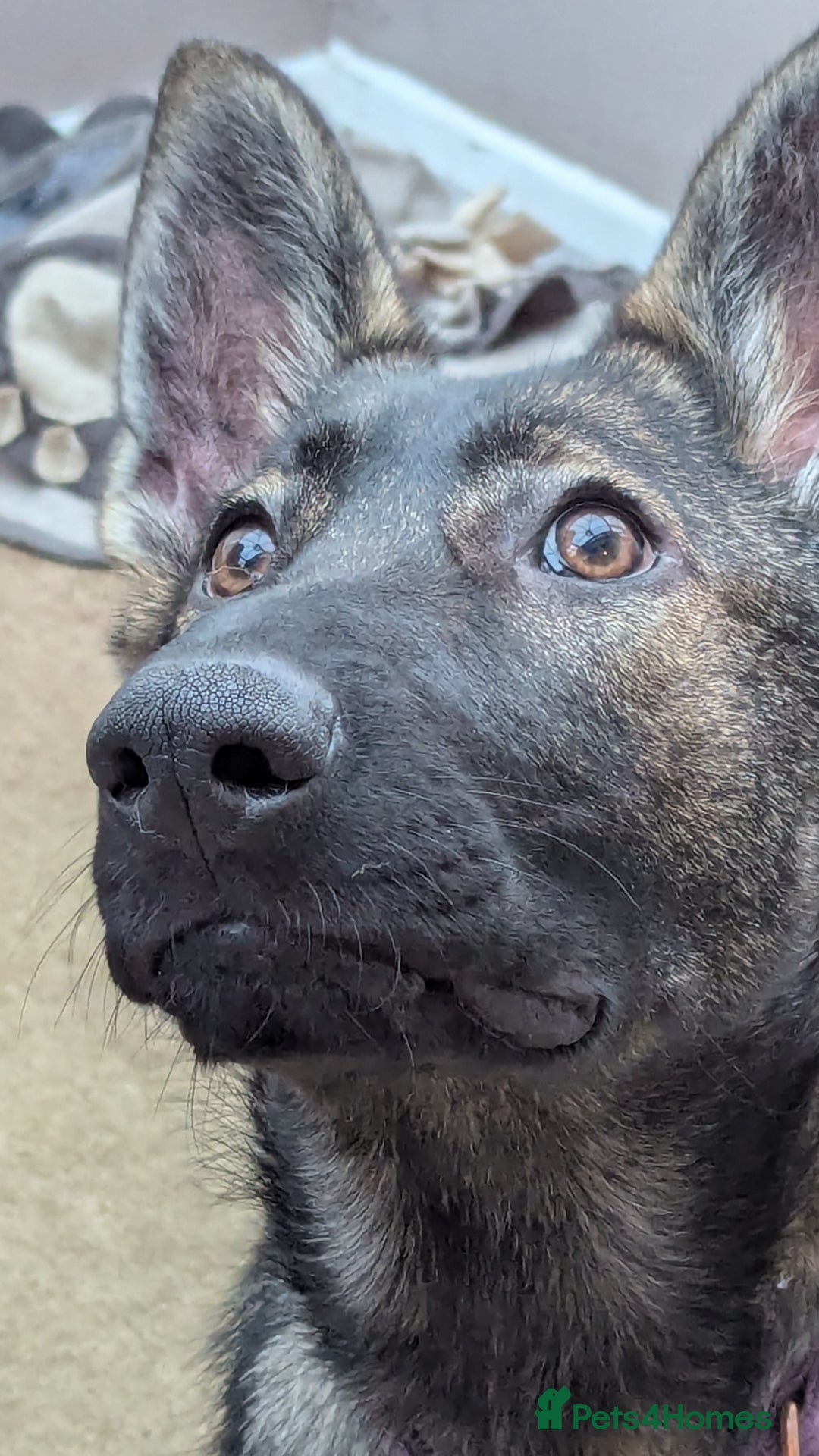 German Shepherd dogs for sale: Loyal, Playful German Shepherd for Rehoming - Image 5