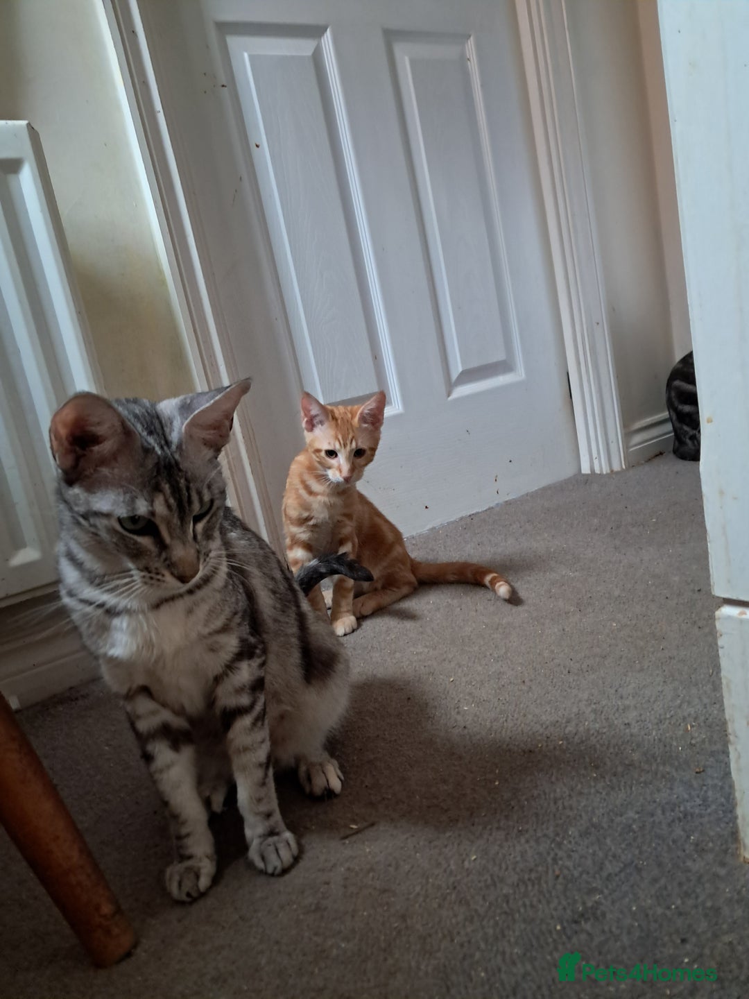 Maine Coon cats for sale: Gorgeous Maine Coon cross Oriental kittens - Image 13