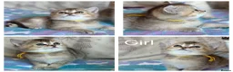 British Shorthair cats for sale: British Shorthair  - Advert 21