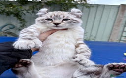 Savannah cats for sale: Breath taking wild looking girl  - Image 35