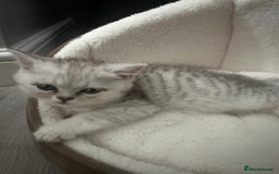 British Shorthair cats for sale: British Shorthair X Persian Kitten  - Image 3