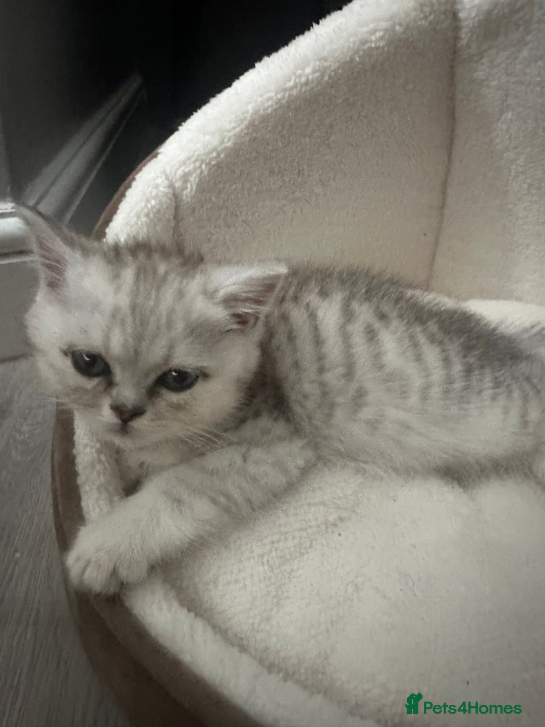 British Shorthair cats for sale: British Shorthair X Persian Kitten  - Image 3