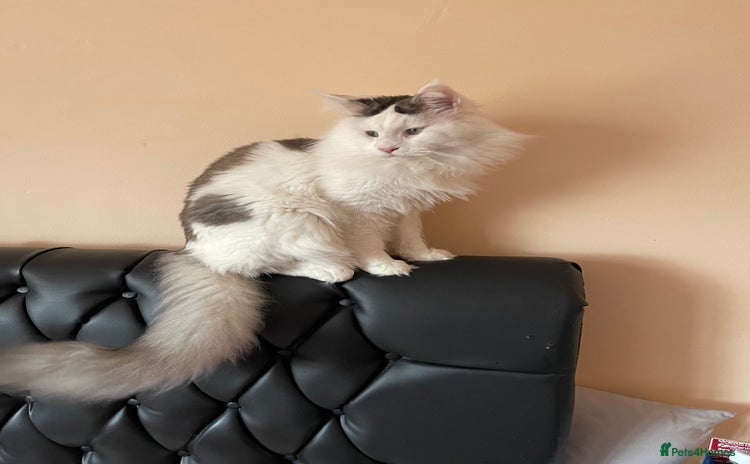 Maine Coon cats - Advert 1