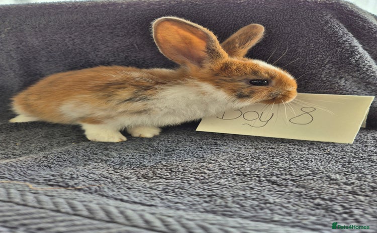 Mini Lop rabbits - Advert 17