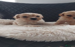 Cavapoo dogs for sale: Cavapoo pups ready to leave! - Image 22