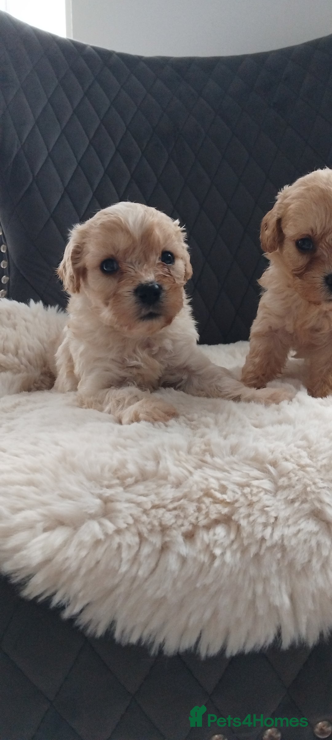 Cavapoo dogs for sale: Cavapoo pups ready to leave! - Image 22