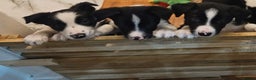 Border Collie dogs for sale: Beautiful Border Collie Puppy girl ready now - Advert 3