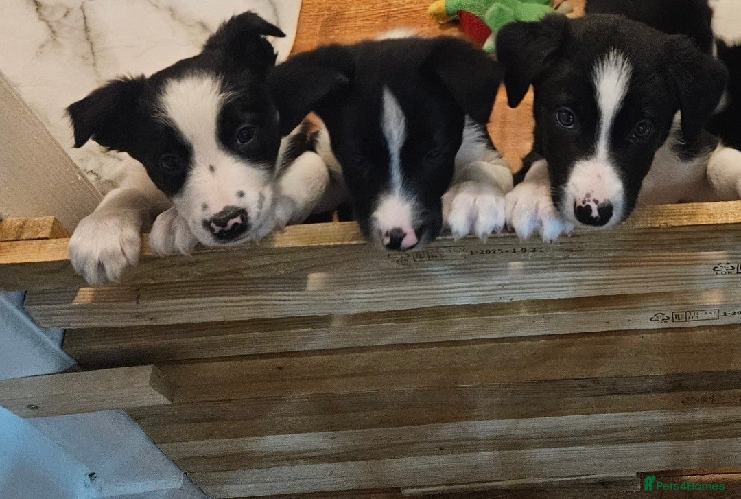 Border Collie dogs for sale: Beautiful Border Collie Puppy girl ready now - Advert 3