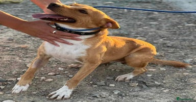 Mixed Breed dogs - Advert 5