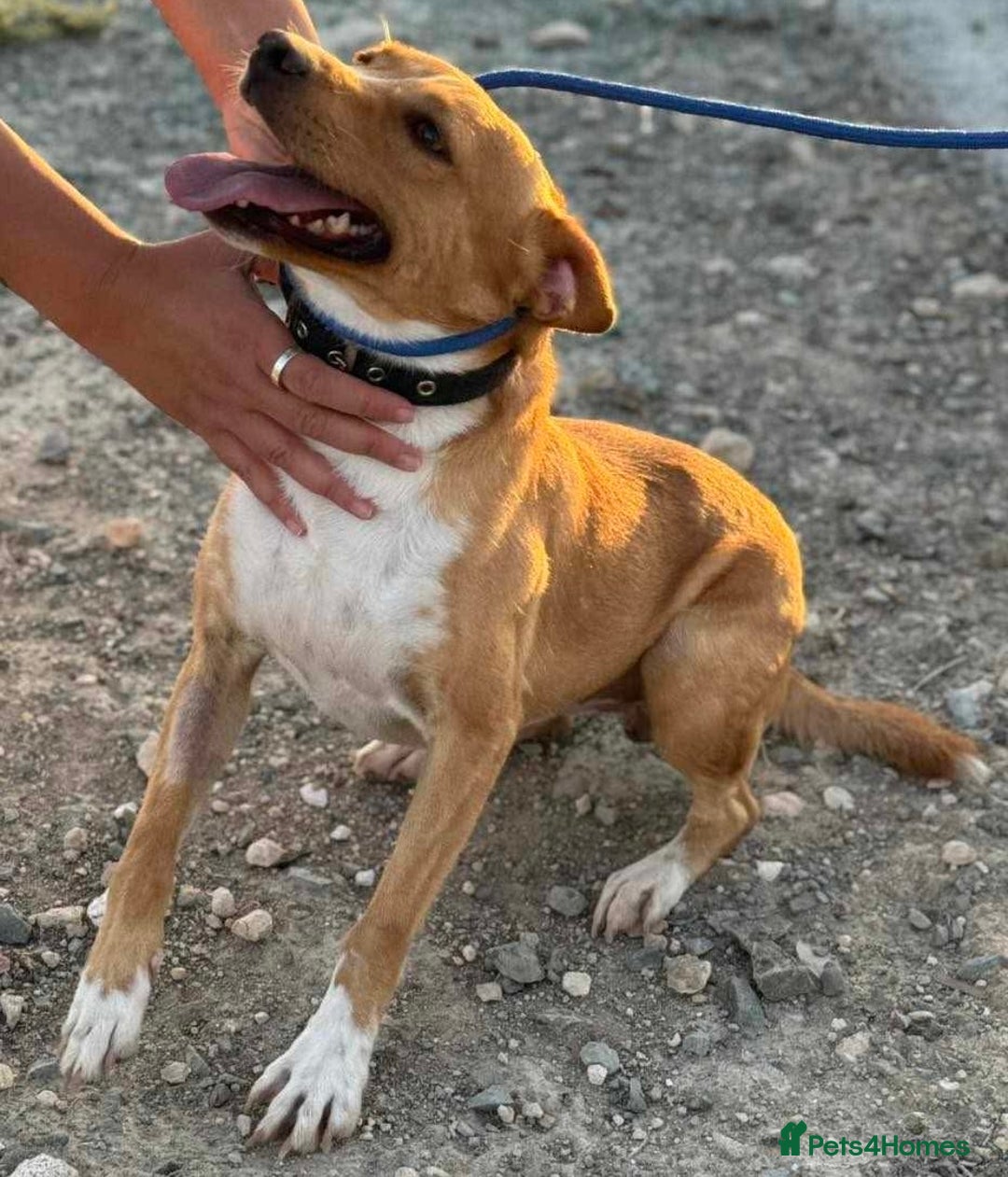 Mixed Breed dogs for adoption: Milo needs a loving home  - Image 3