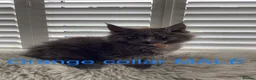 Maine Coon cats for sale: Bundles of fluff,  Maine Coon kittens  - Advert 26