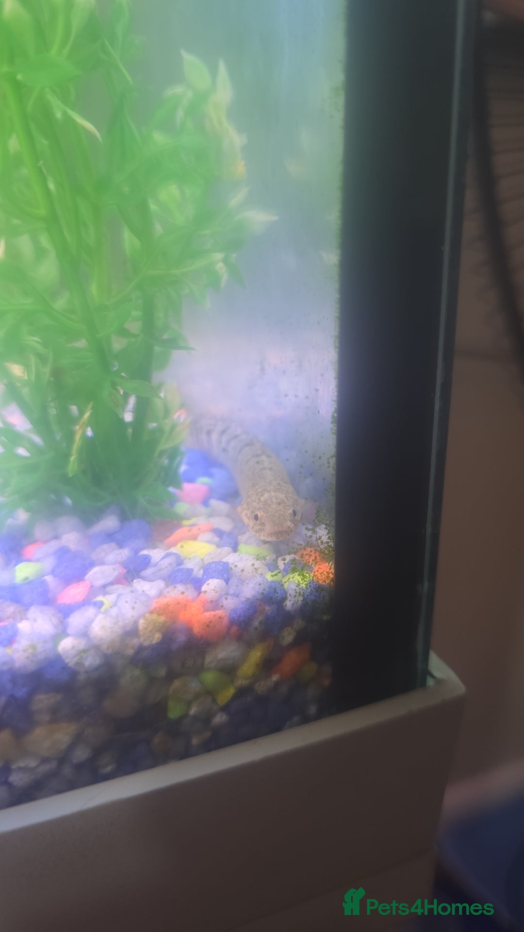 Plecos fish for sale: 4ft tank and fish  - Image 8