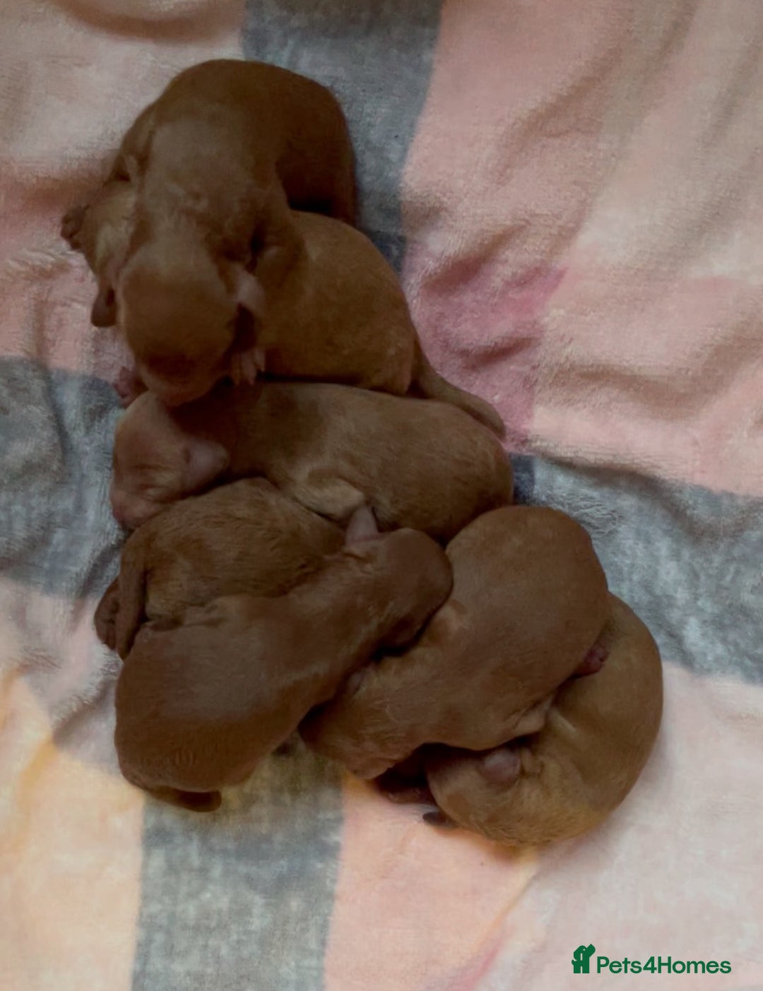 Miniature Poodle dogs for sale: 🐩♥️Kc reg miniature poodles♥️🐩 - Image 10