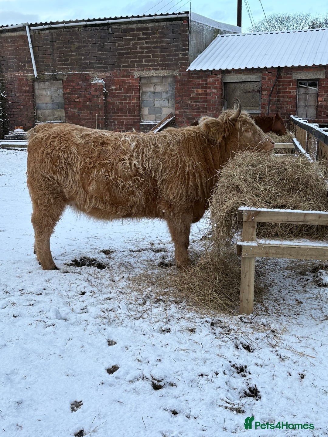 Cows & Bulls livestock for sale: Highland X - Advert 4