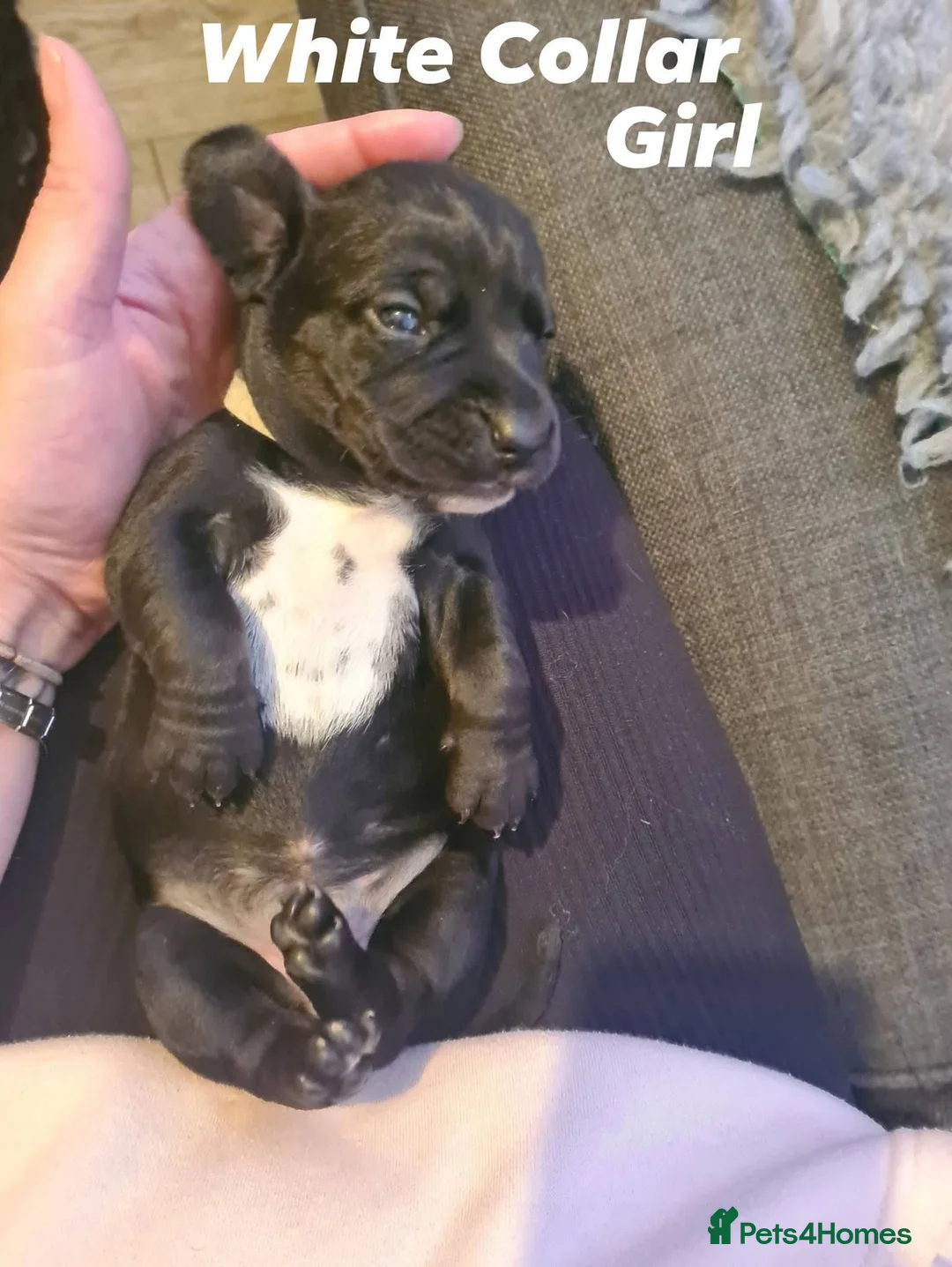 Mixed Breed dogs for sale: Dalmatian cross Dachshund puppies - Advert 2