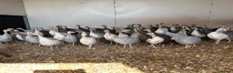 Guinea Fowl poultry for sale: Guinea fowl keets for sale  - Advert 1