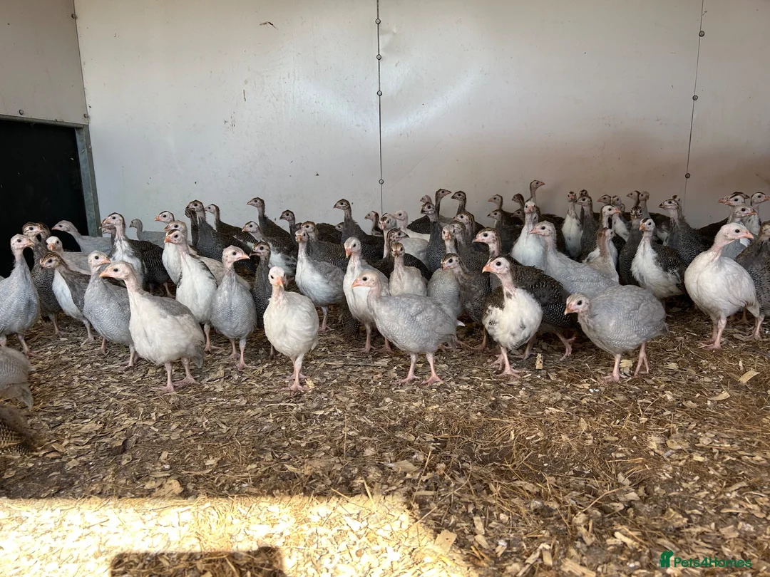 Guinea Fowl poultry for sale: Guinea fowl keets for sale  - Advert 1