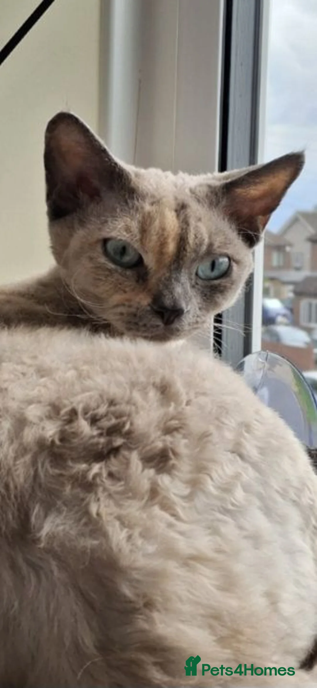 Devon Rex cats for sale: Devon Rex- FIFe registered -Spayed & Ready Now - Advert 11