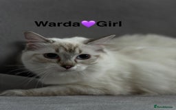 British Shorthair cats for sale: 2 lovely British short hair kitten girls - Image 23