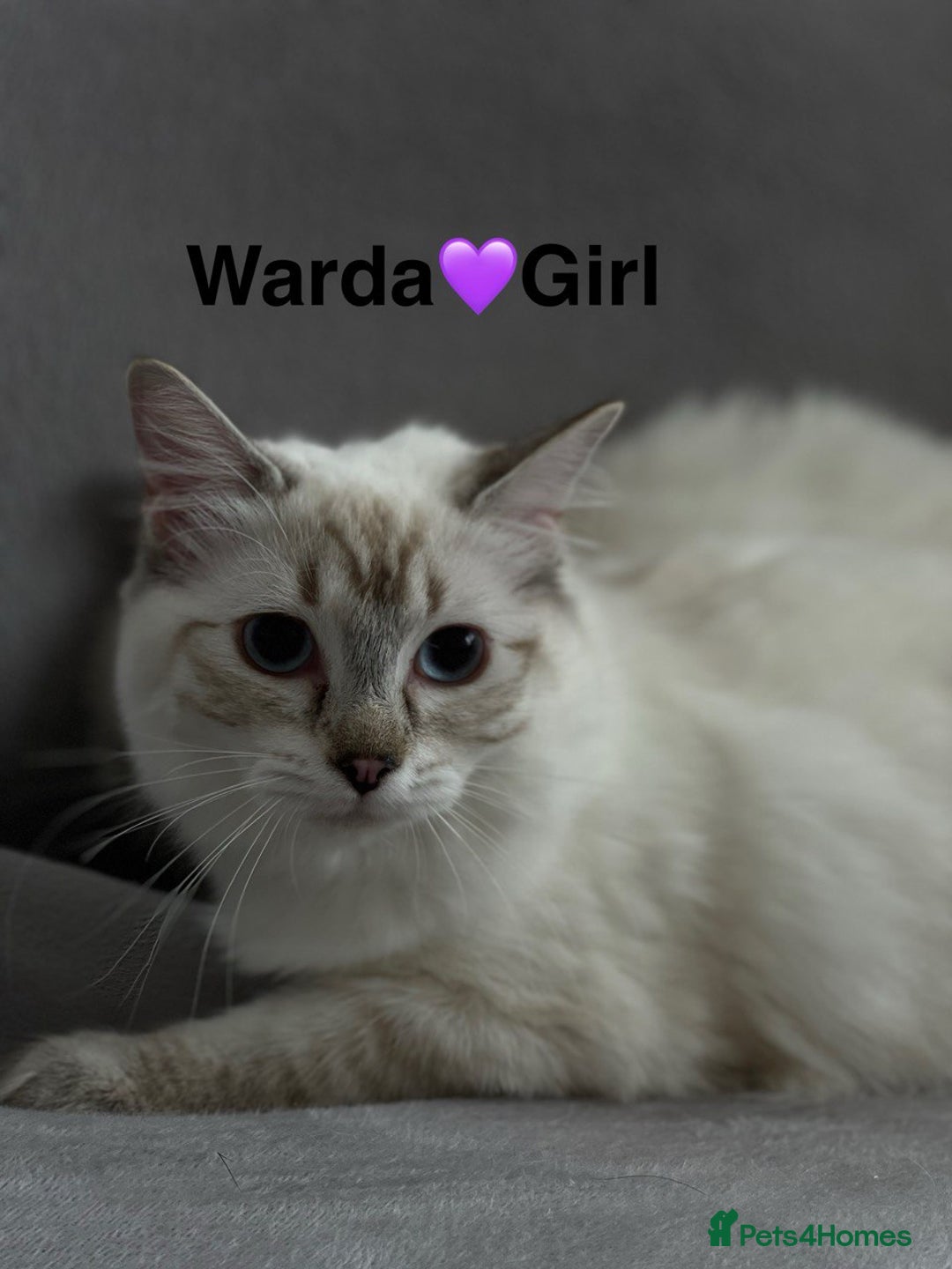 British Shorthair cats for sale: 2 lovely British short hair kitten girls - Image 23