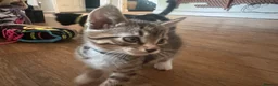 Mixed Breed cats for sale: 5 beautiful kittens  - Advert 20