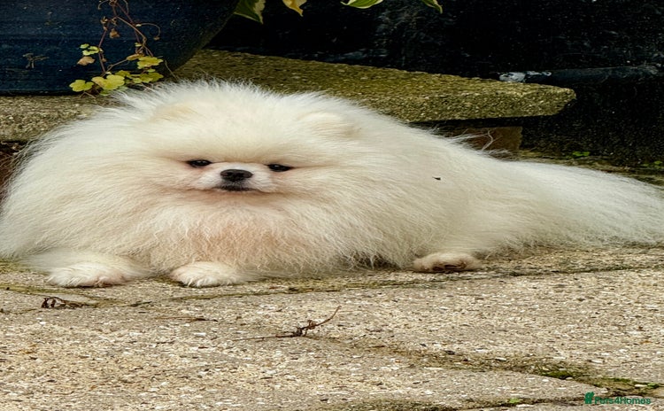 Pomeranian dogs in Camberley - Advert 15