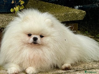 Pomeranian dogs in Camberley - Advert 17