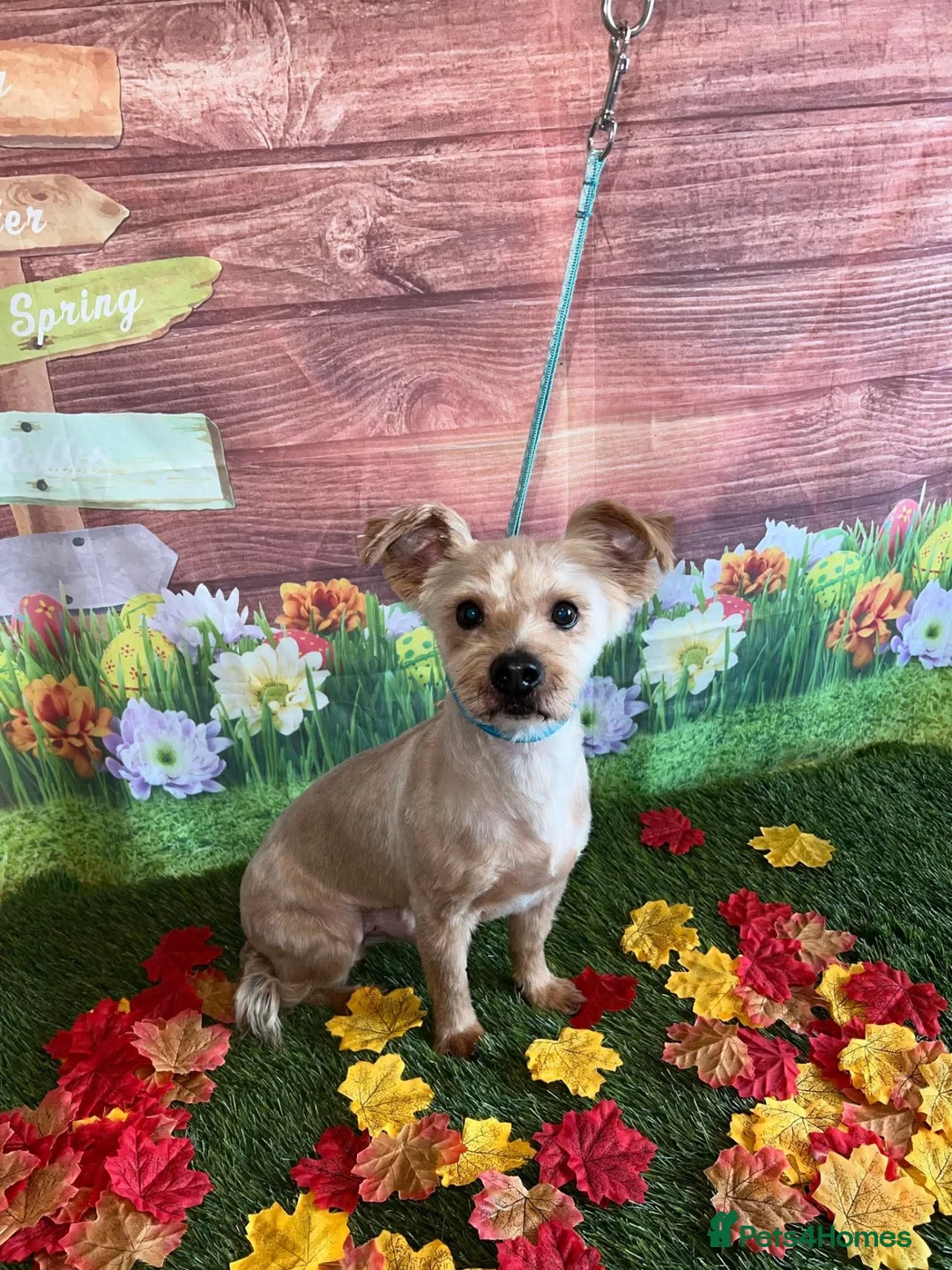 Mixed Breed dogs for sale: Loki male terrier  in Blackpool - Advert 1