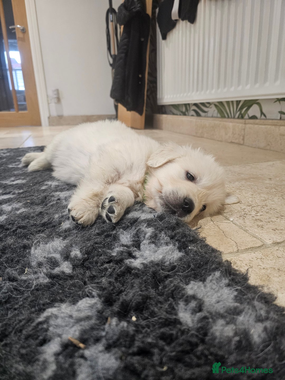 Golden Retriever dogs for sale: Extensively Health Tested English Cream Puppies - Advert 13