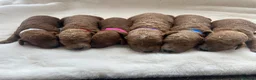 Cavapoo dogs for sale: RED HEALTH TESTED CAVAPOOS 5 STAR LICENSED  - Advert 11