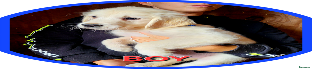Golden Retriever Puppy 1