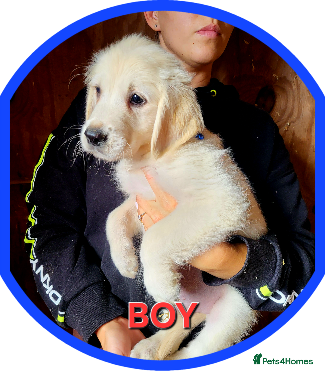 Golden Retriever dogs for sale: Golden retriever puppies KC REGISTERED  - Image 4