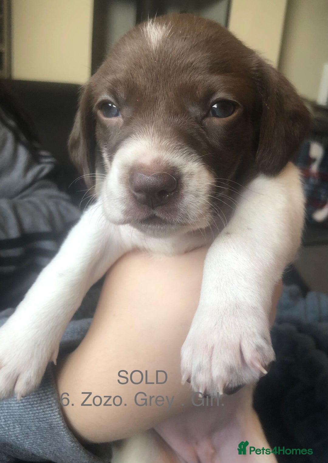 Mixed Breed dogs for sale: Miniature dachshund x springer spaniel puppies  - Image 3