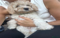 Cockapoo dogs for sale: F1B cockapoos ready for homes now  - Image 2