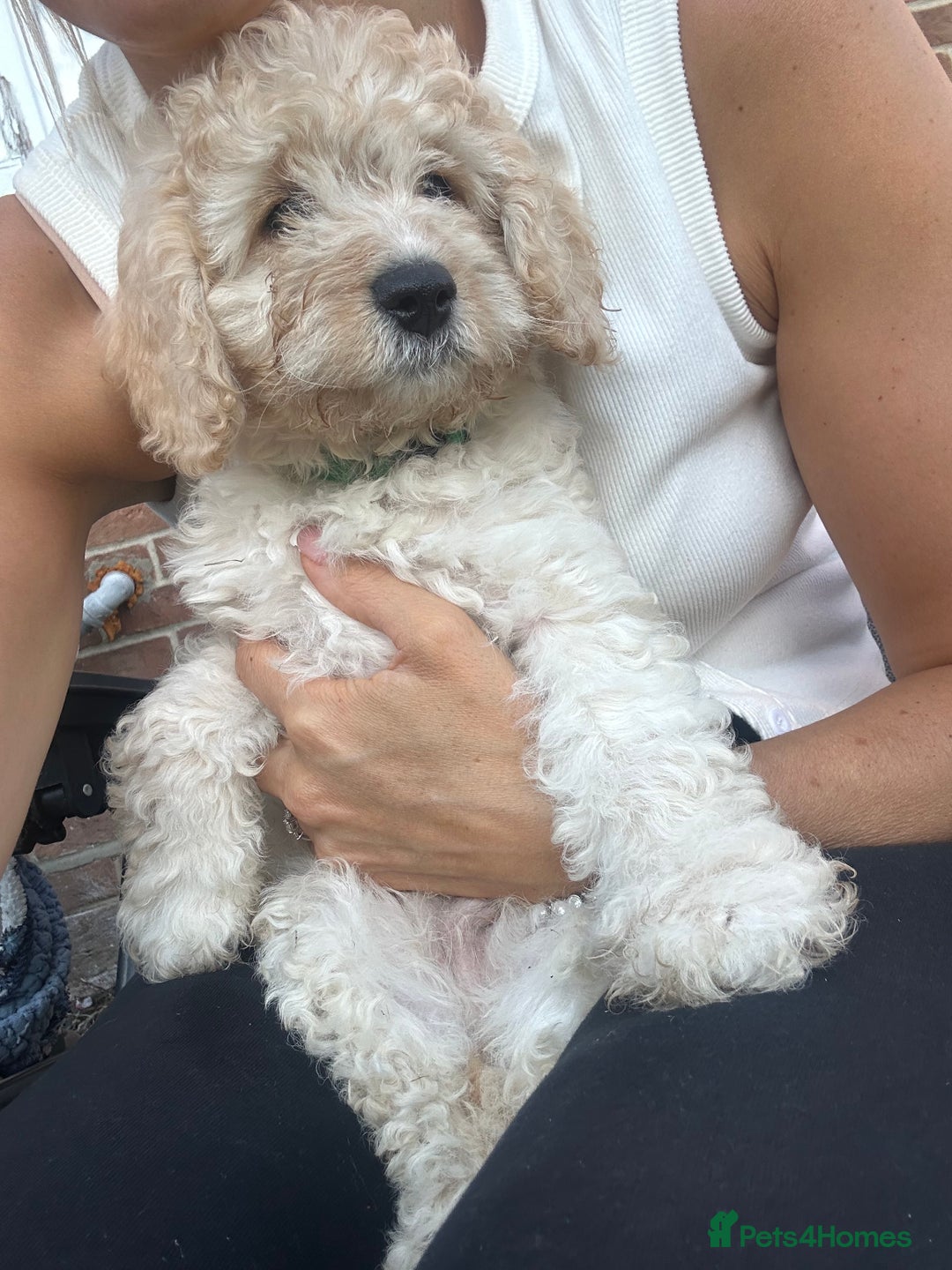 Cockapoo dogs for sale: F1B cockapoos ready for homes now  - Image 2