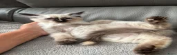 Ragdoll cats for sale: Stunning ragdoll kittens ready now  - Advert 10