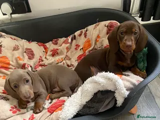 Miniature Dachshund dogs Last boy reduced! - Advert 8