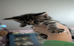 Mixed Breed cats for sale: Kittens for sale  - Image 7