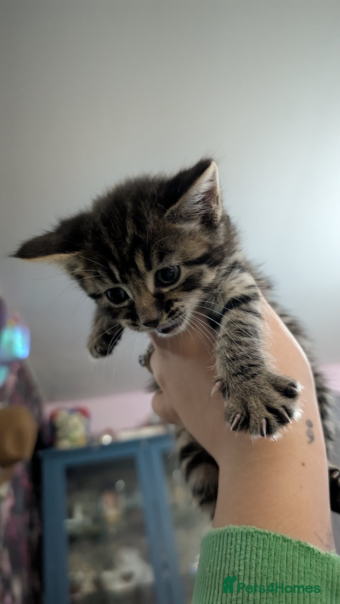 Mixed Breed cats for sale: Kittens for sale  - Image 7