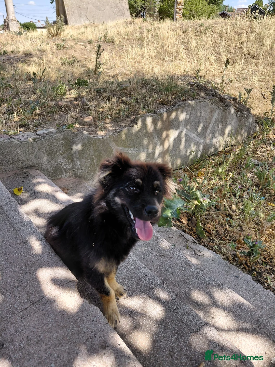 Mixed Breed dogs for adoption: ROBY, a superb puppy boy - for a Loving Home  - Advert 13