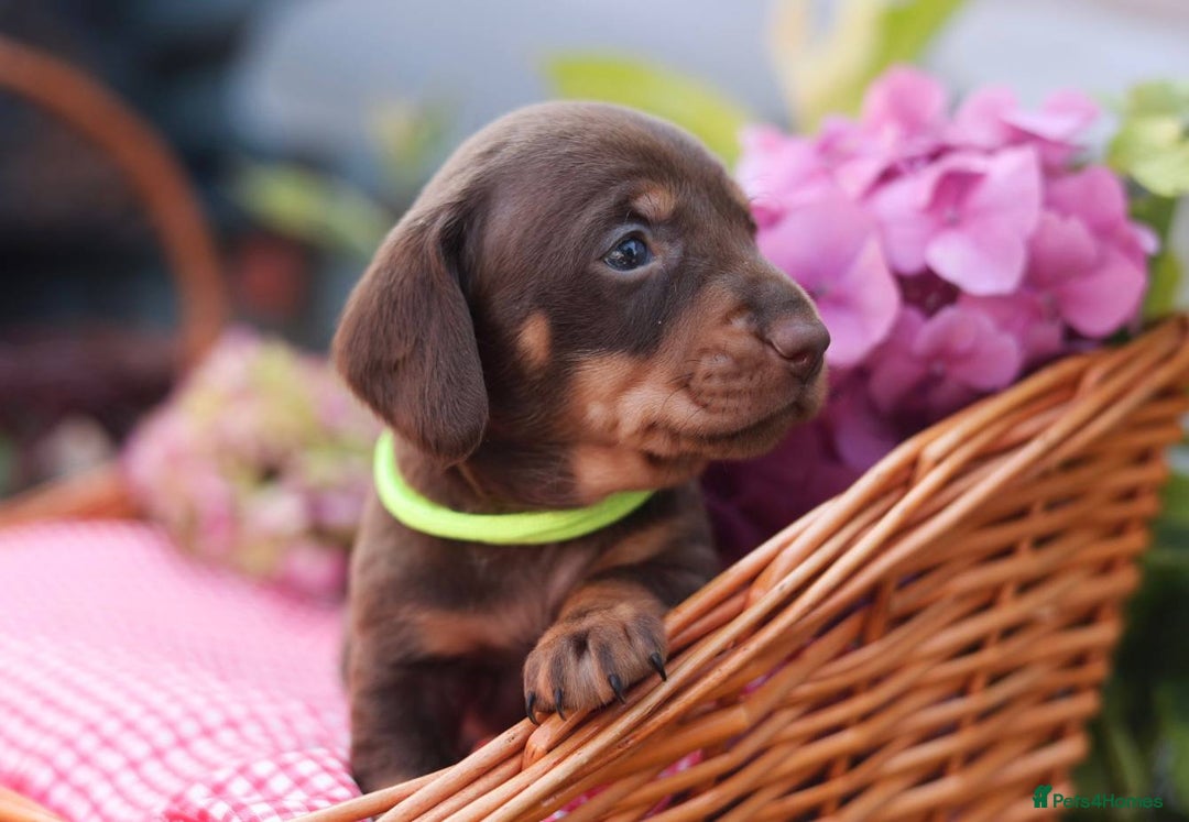 Dachshund dogs for sale: KC Miniature dachshunds puppies  - Image 9