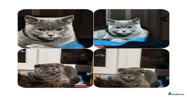 Scottish Fold cats - Advert 4