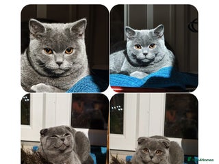 Scottish Fold cats - Advert 29