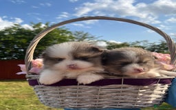 Pomeranian dogs for sale: Russian bloodline, Pomeranian puppies  - Image 3
