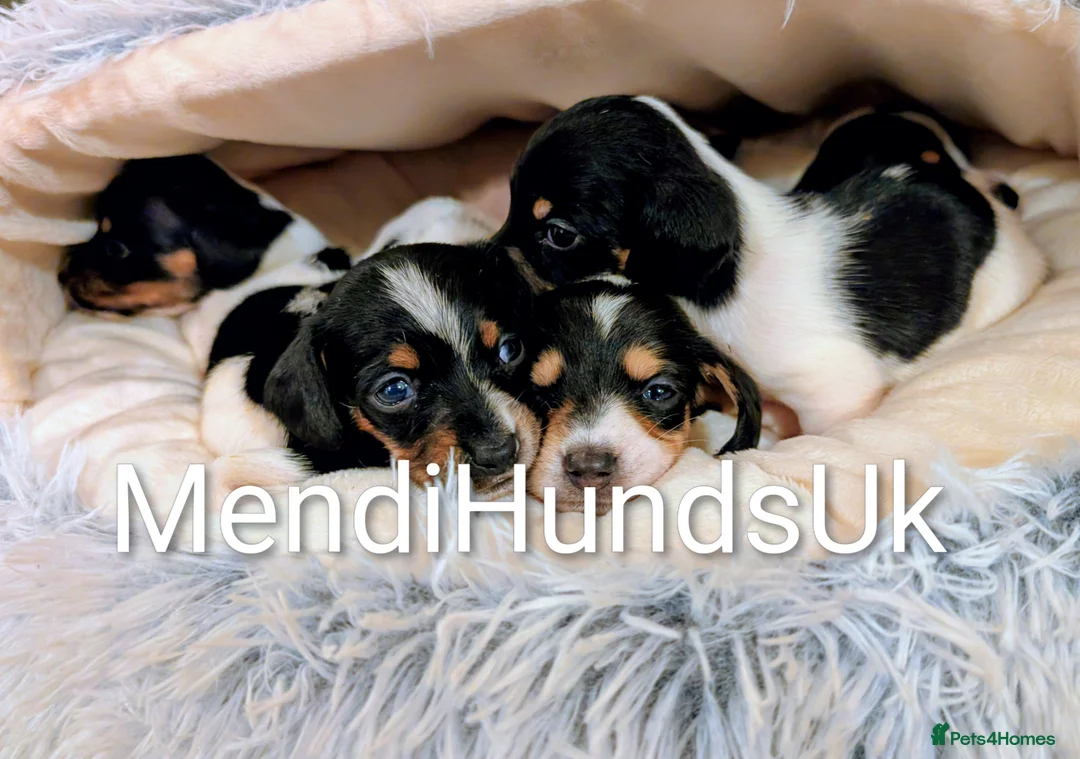 Miniature Dachshund dogs for sale: Our Oreo has finally had her babies! 🐾 - Advert 1