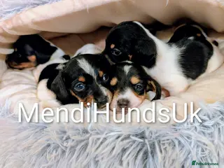 Miniature Dachshund dogs Our Oreo has finally had her babies! 🐾 - Advert 12