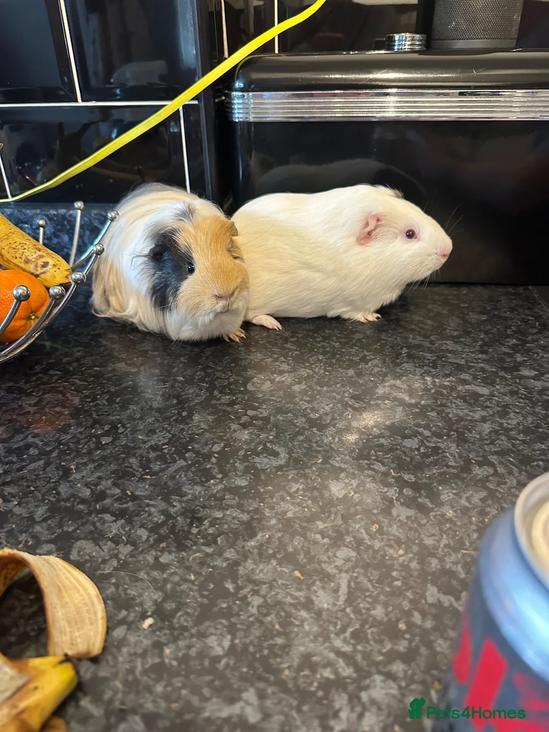Guinea Pig rodents for sale: Male guinea pig pair (free to loving home)  in Hartlepool - Advert 1