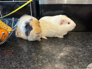 Guinea Pig rodents Male guinea pig pair (free to loving home) - Advert 1