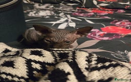 Sphynx cats for sale: Male Sphynx for sale - Image 6