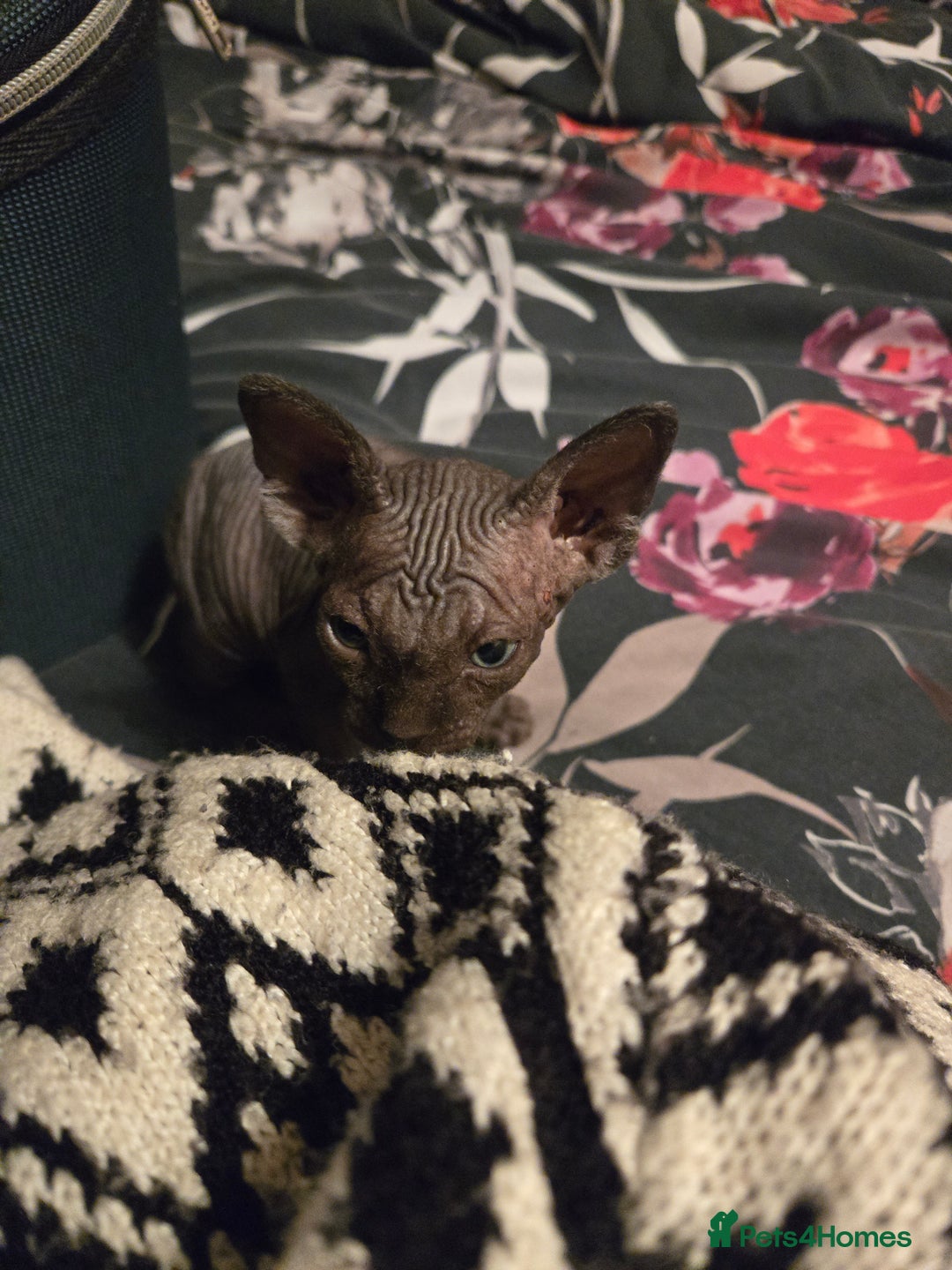 Sphynx cats for sale: Male Sphynx for sale - Image 6